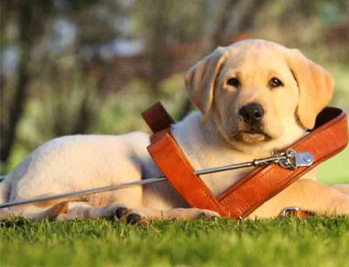 International Guide Dog Day April 26th 2023