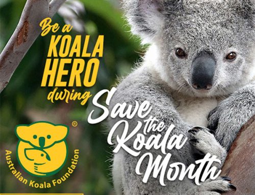 Save the Koala Month September 2023