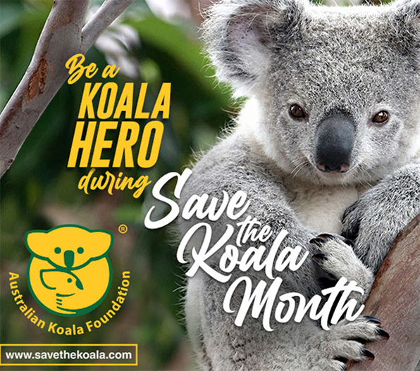 Save a Koala Month September 2023 Mullumbimby and District Neighbourhood Centre