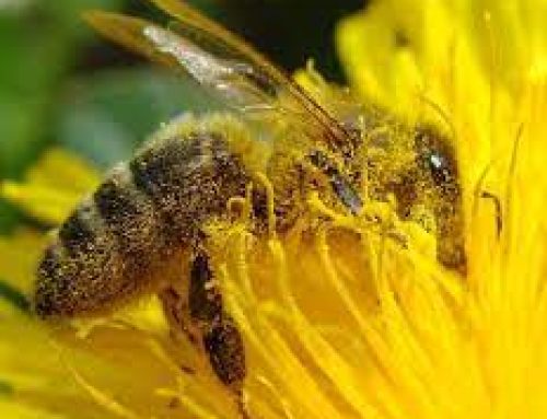 Australian Pollinator Week 11th – 19th November 2023